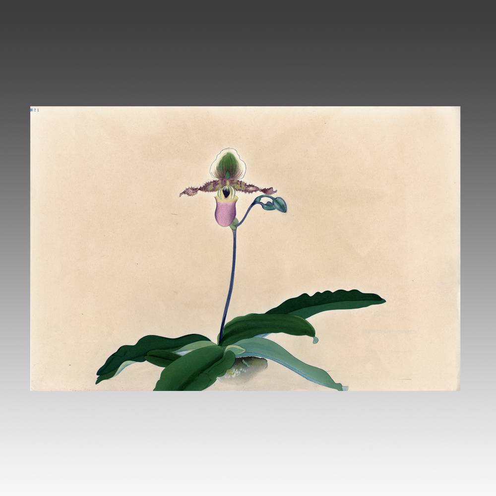 Woodblock Print; Ranka-Fu Orchid Series